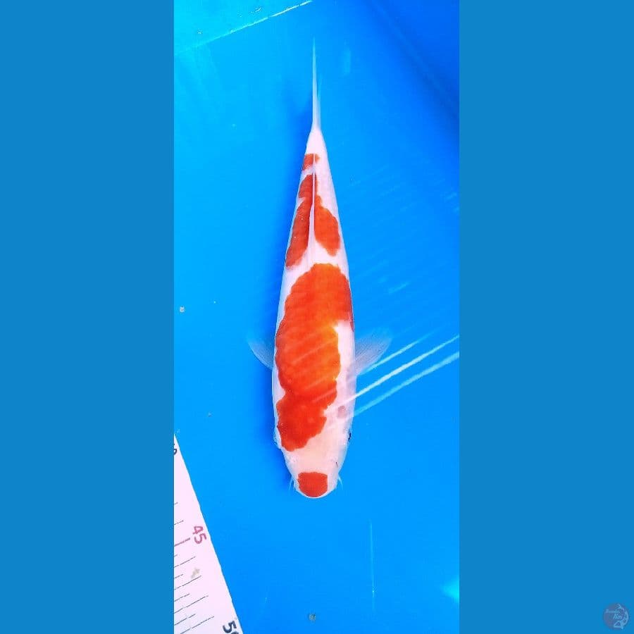 kohaku original 29cm