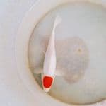 TANCHO DOITSU 19cm
