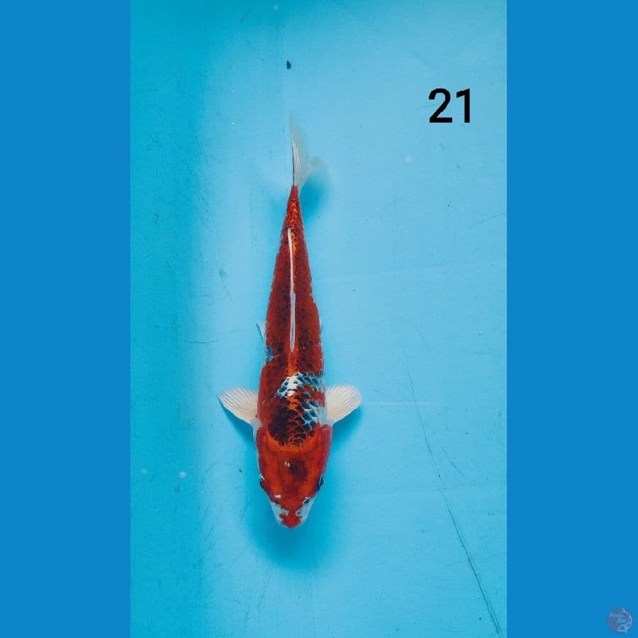 KUJAKU 21 cm ARIAKA KOI FARM