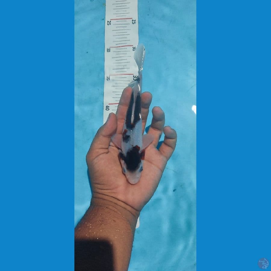 BUDO GOROMO 20 CM - ARIAKA KOI FARM