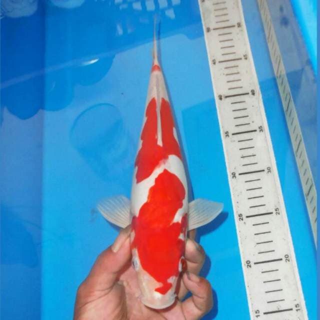 KOHAKU