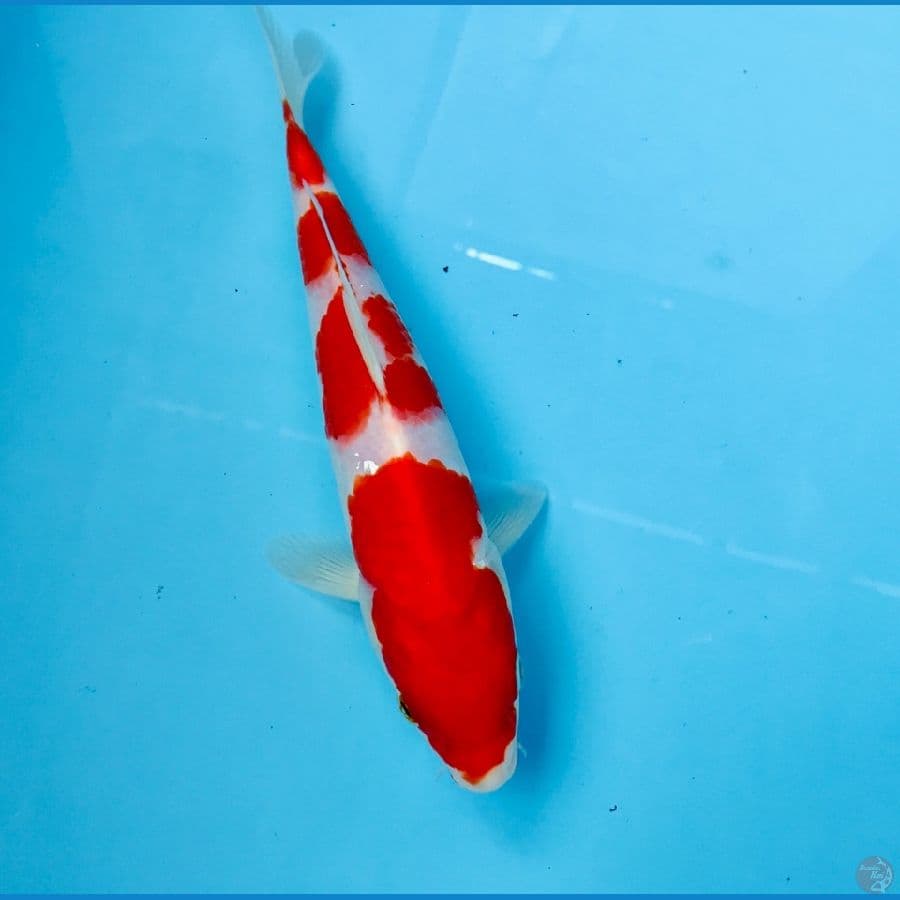 kohaku, 22 cm