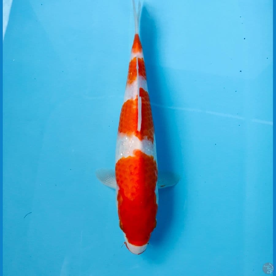 kohaku, 25 cm