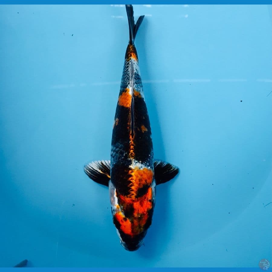 kage showa, 25 cm