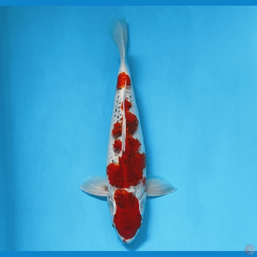 gosiki 35cm..male