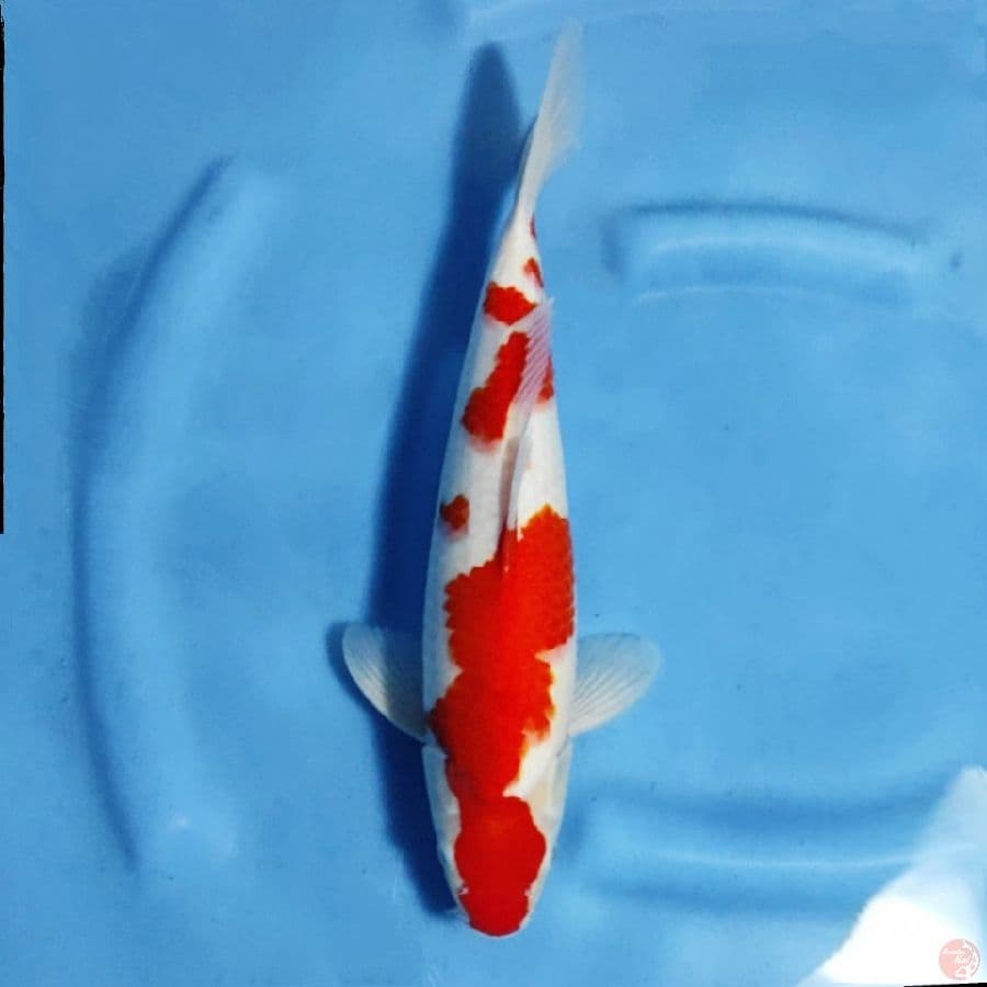 kohaku merah kuat