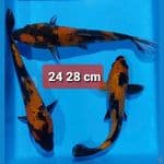 utsuri 24-28cm