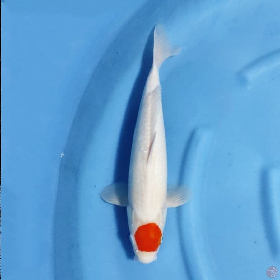 Tancho kohaku original