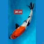 showa 30 cm