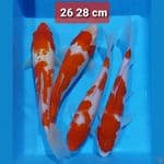 kohaku 26-28cm