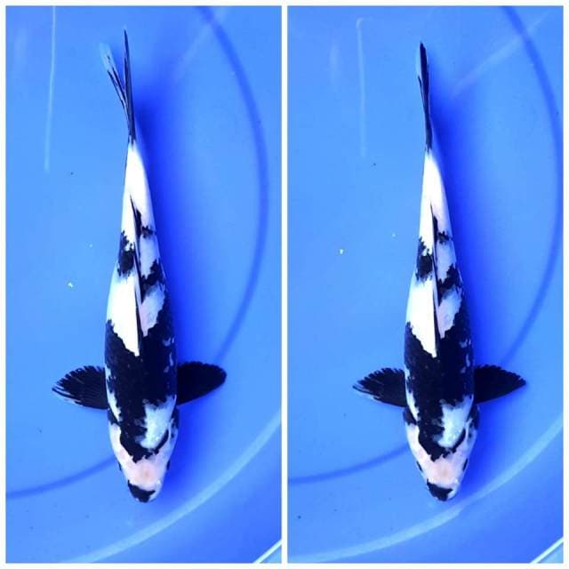 Shiro garang kimochi