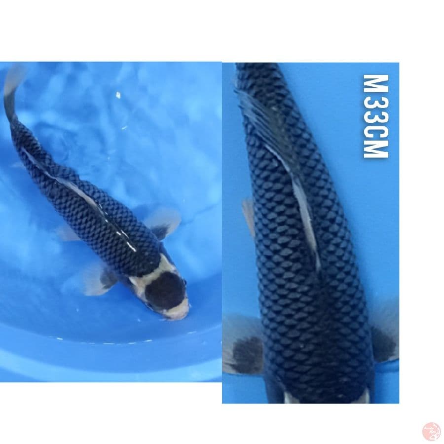 TANCHO KAWARIMONO 33/M