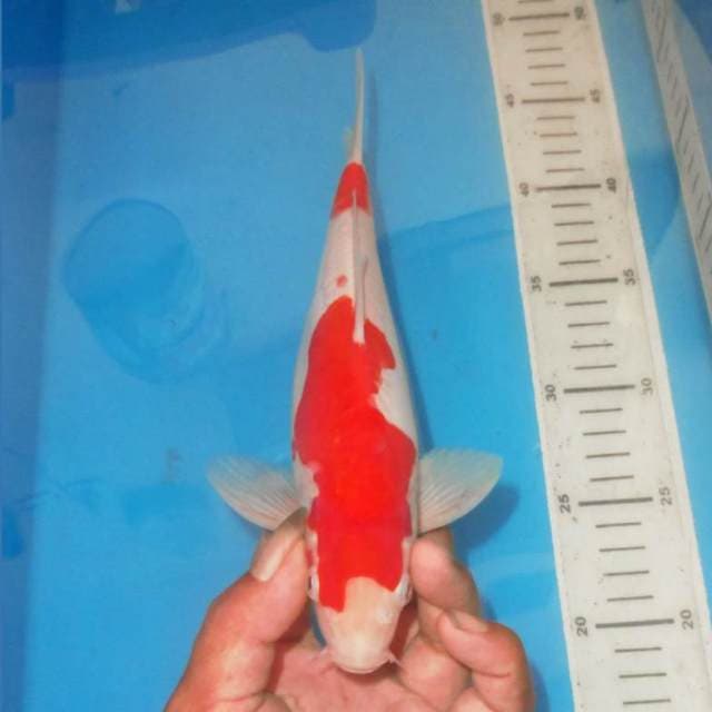 NIDAN KOHAKU
