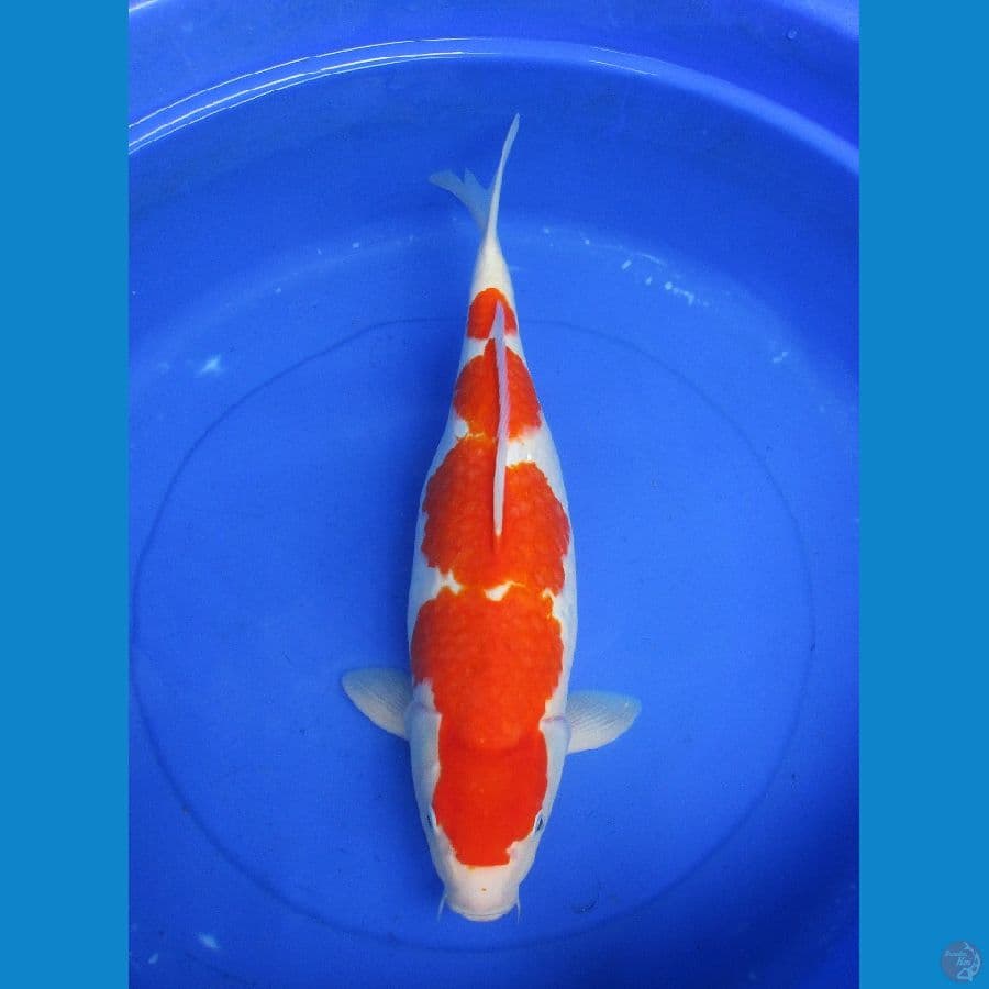 kohaku calon jumbo ±50cm