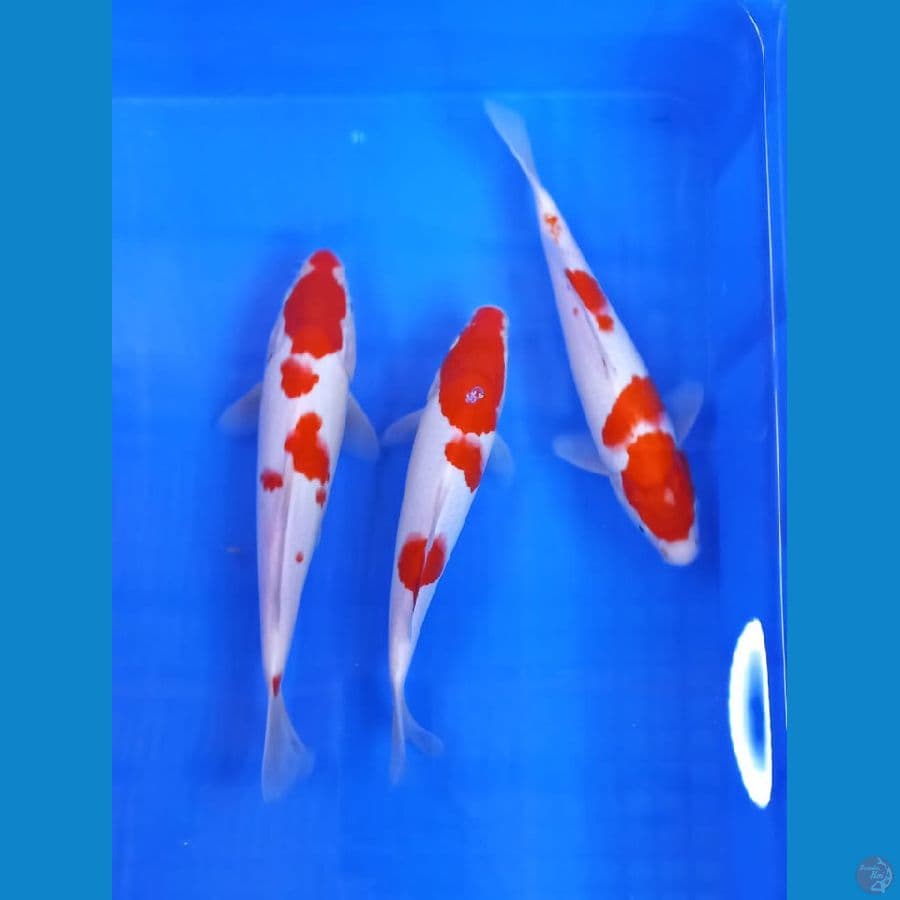 Paket Kohaku