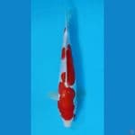 kohaku doit 28cm 