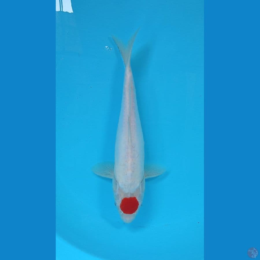 tancho 31cm