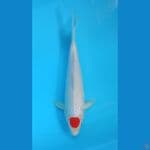 tancho 32 cm