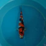 SHOWA SANSHOKU 37cm Male