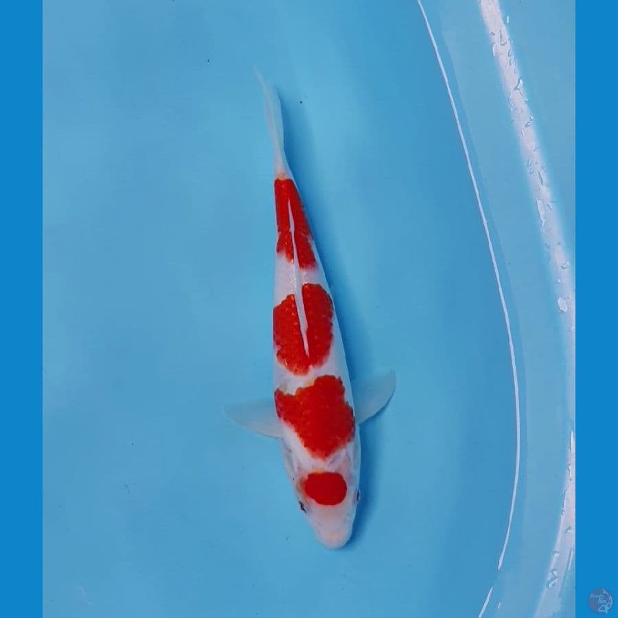 Maruten Kohaku 27cm