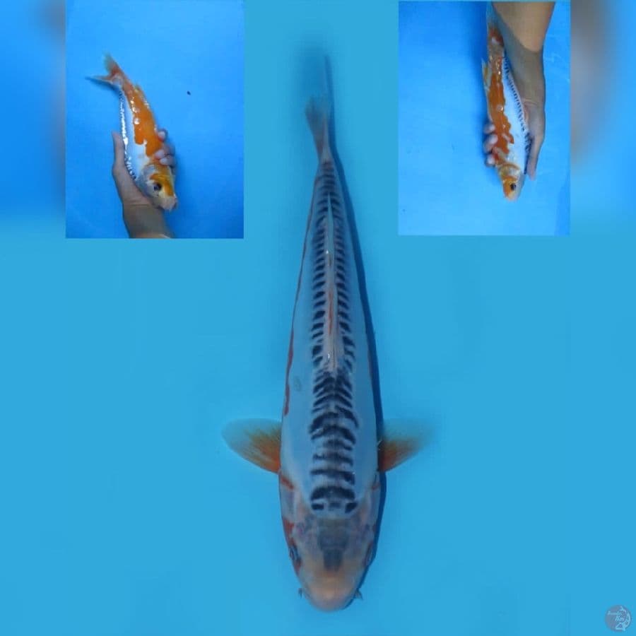 28cm - Shusui SQ