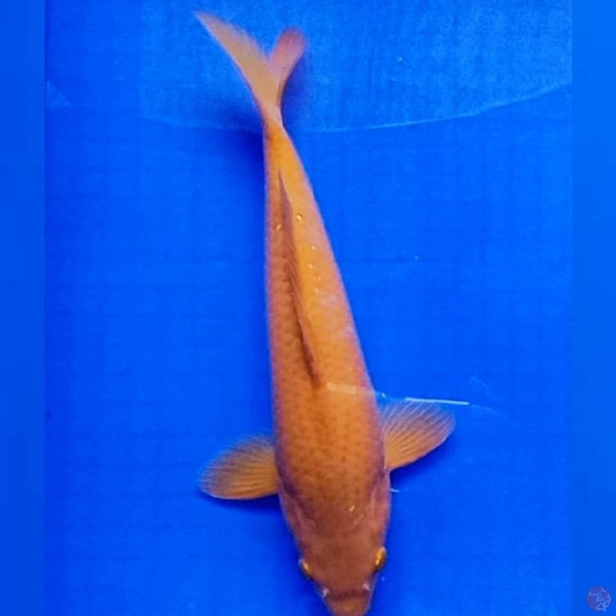 Chagoi Tembaga F33cm