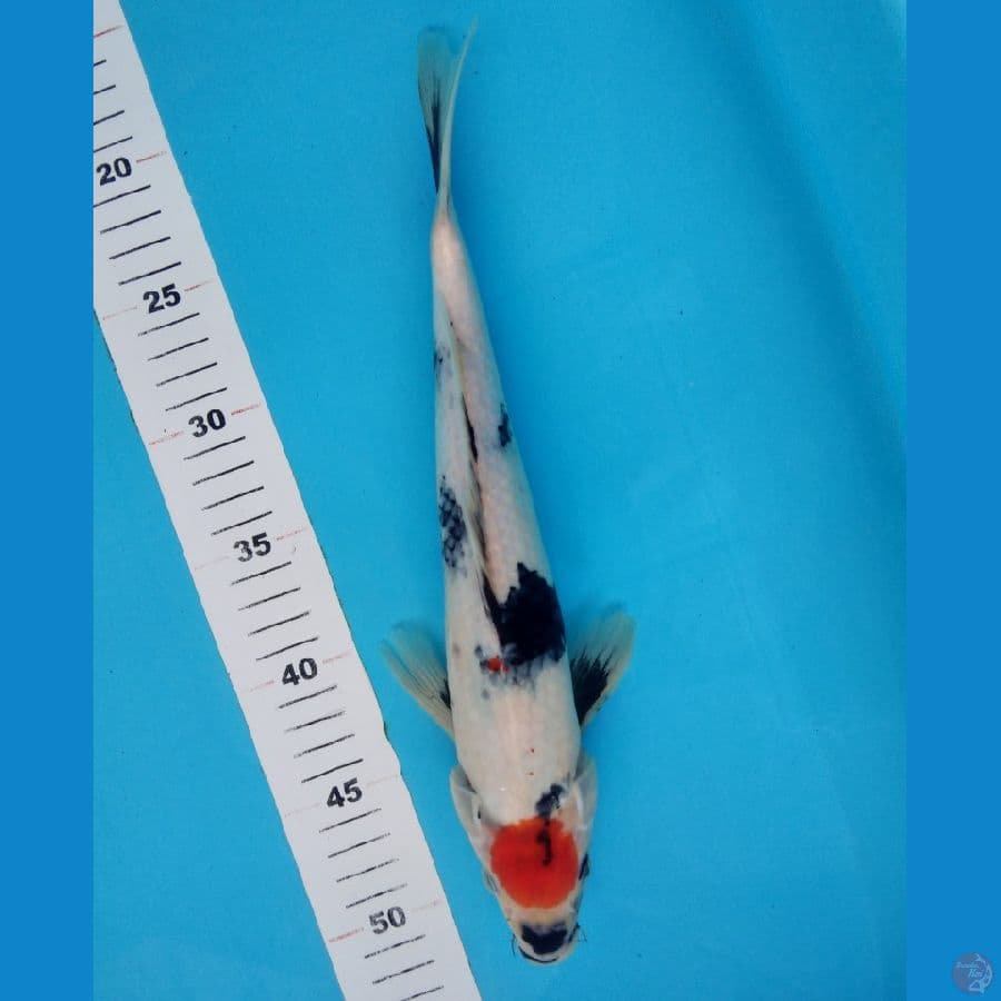 Thancho showa 33cm/male
