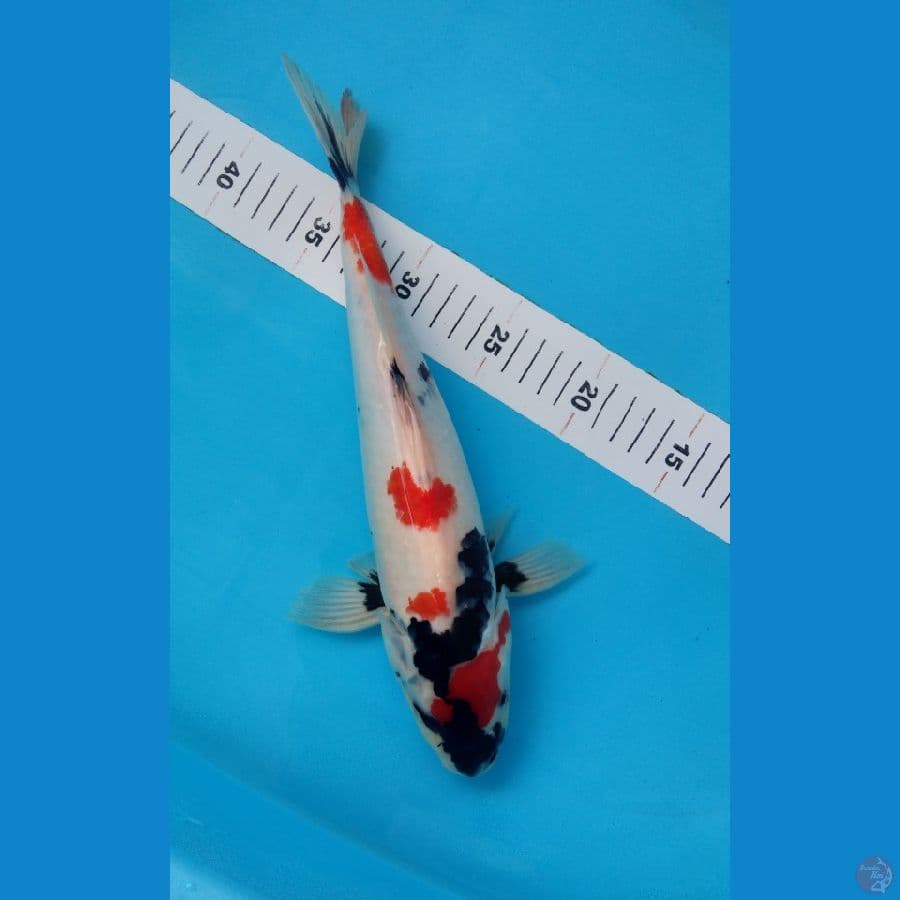 Kindai showa 35cm/jantan