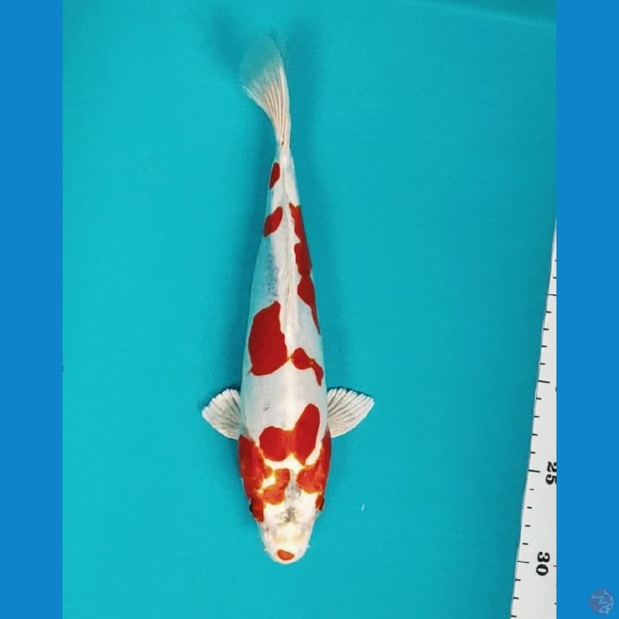 benikiko super red 28cm