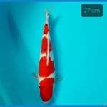 Kohaku