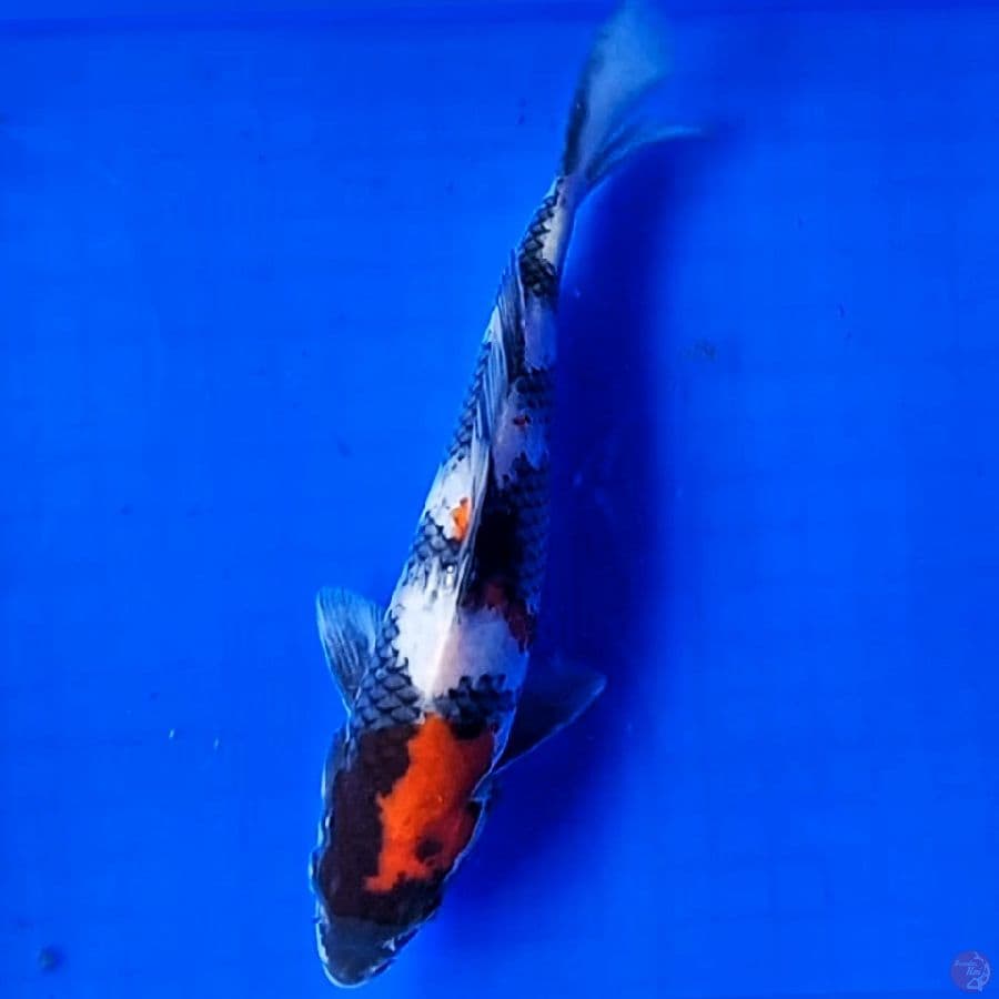 Showa M26cm