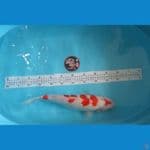 kohaku 40BU