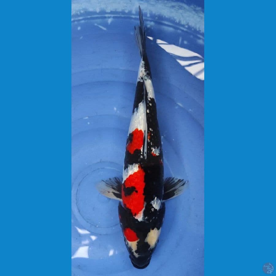 SHOWA SQ 40CM.MALE 
