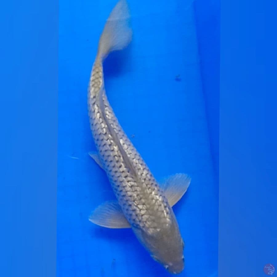 Soragoi Ginrin 31cm