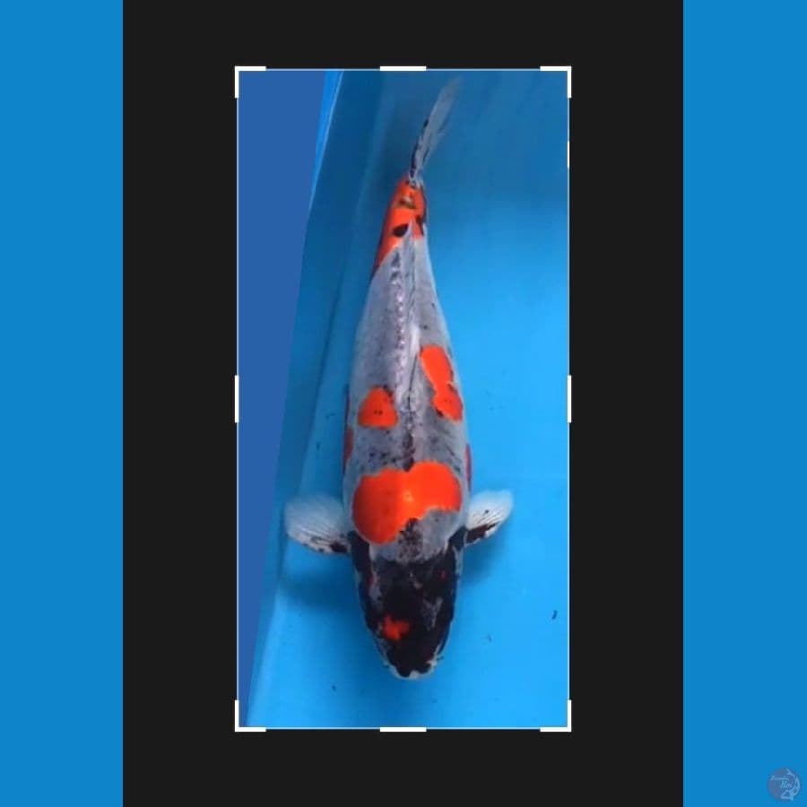 Benikiko OGATA Blodline