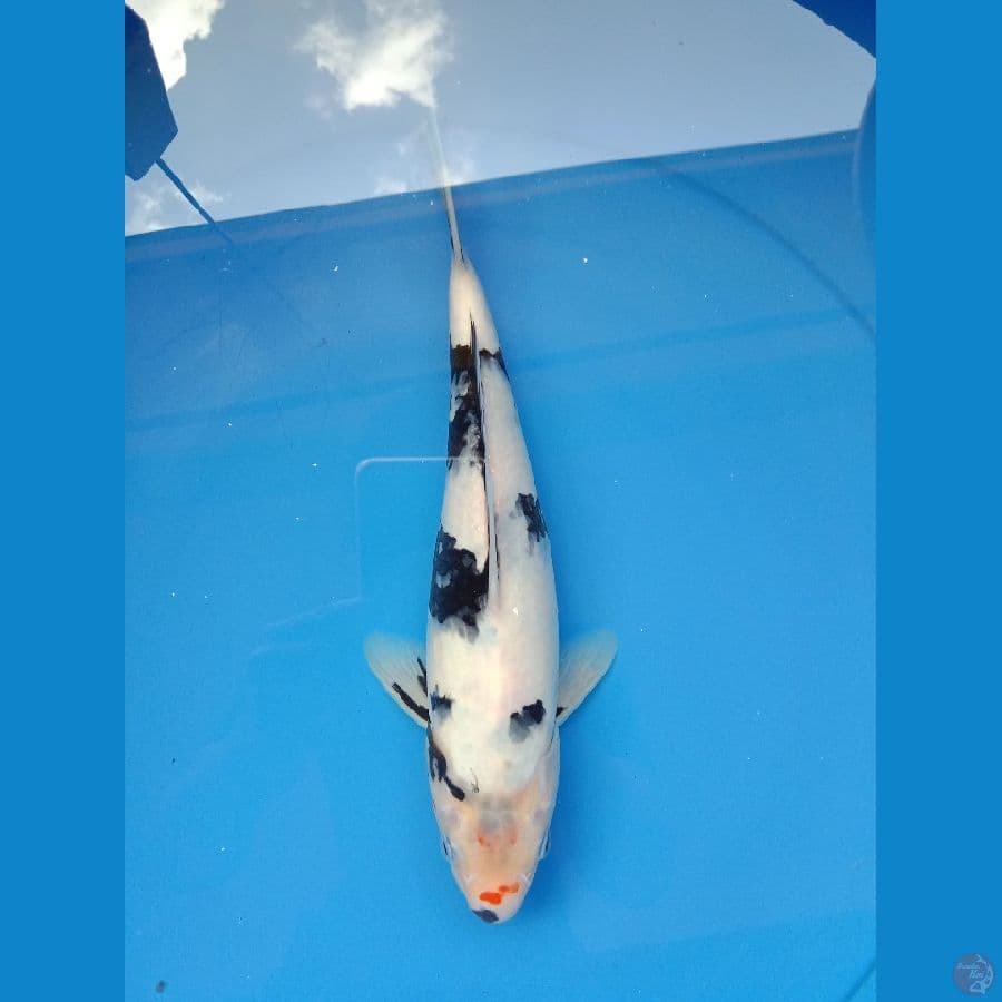 Shiro utsuri 28 cm
