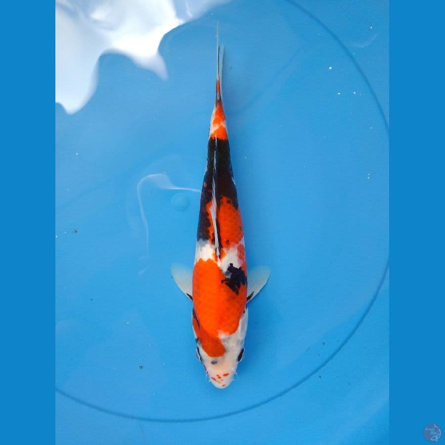 Showa 28 cm