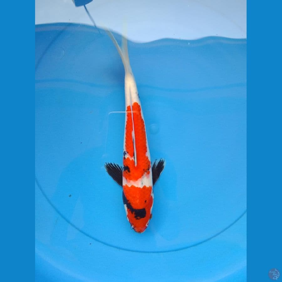 Showa 27 cm