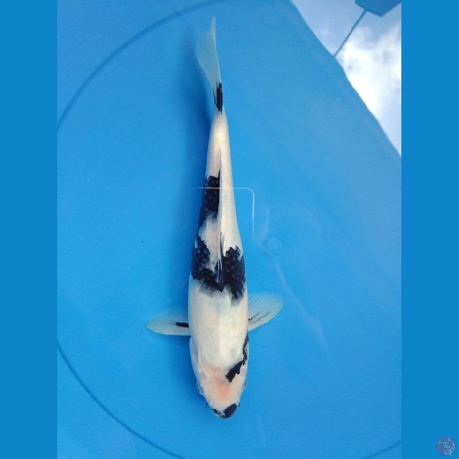 Shiro utsuri 28 cm