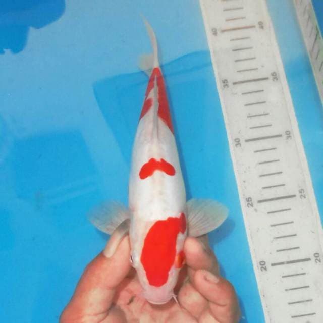 KINDAI KOHAKU