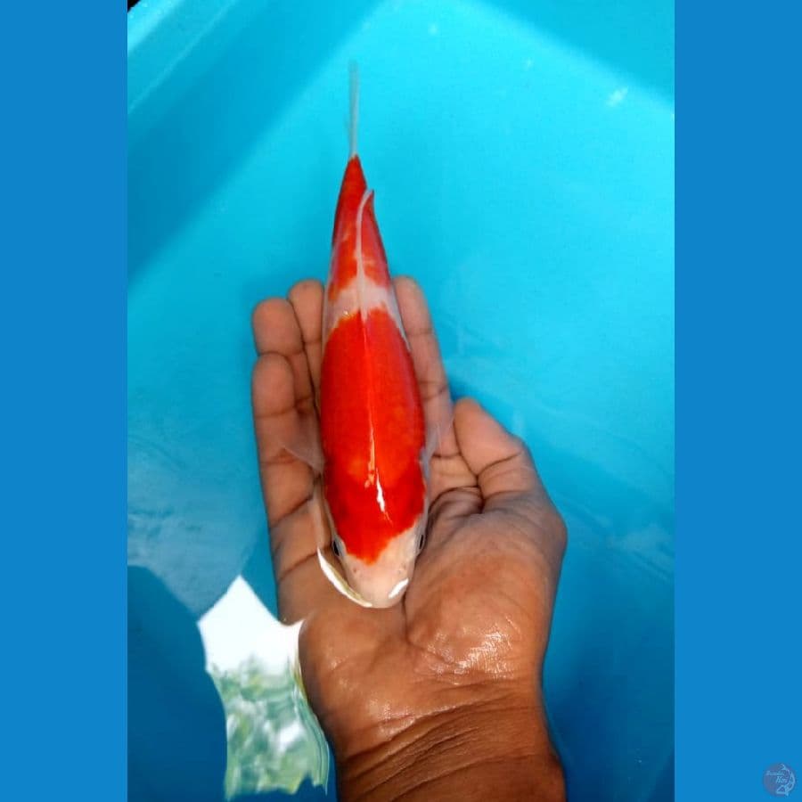 kohaku size 15 up