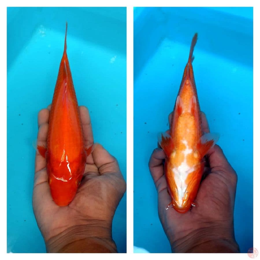 red benigoi  20bu 