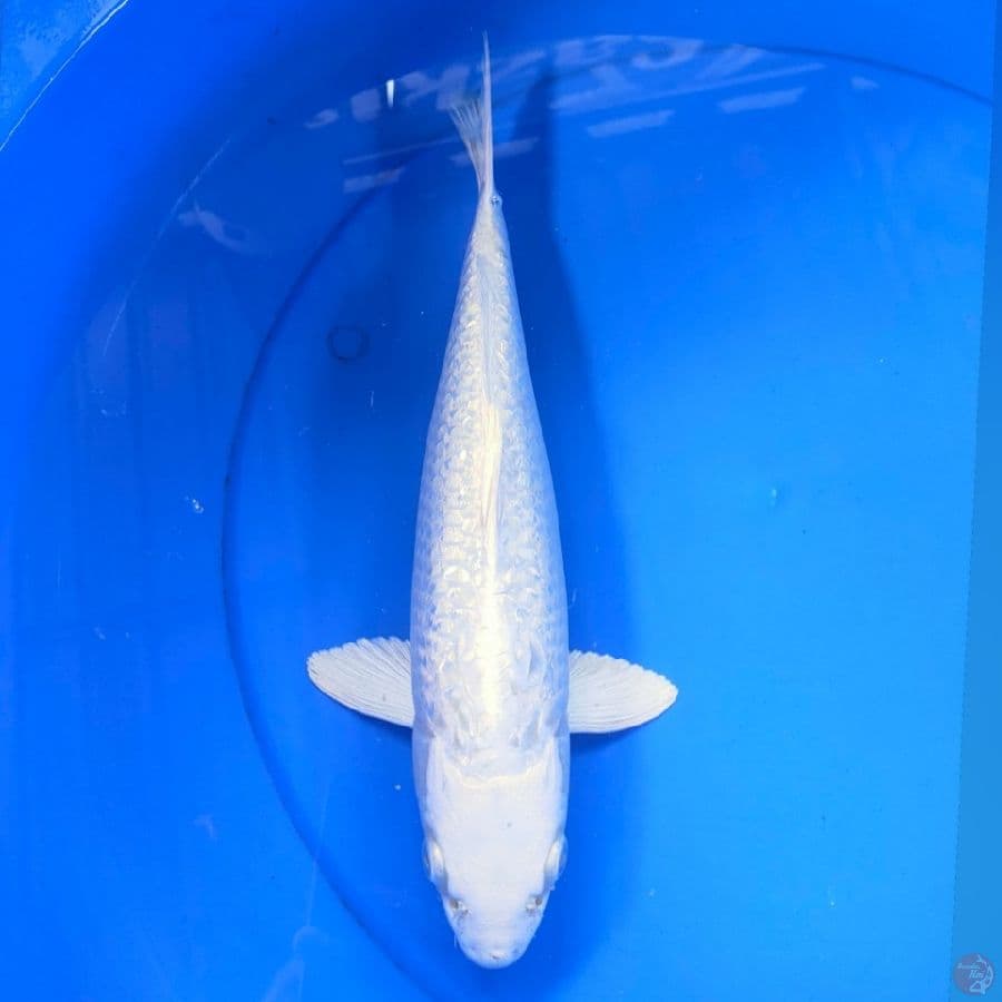PLATINUM GINDRIN 33CM