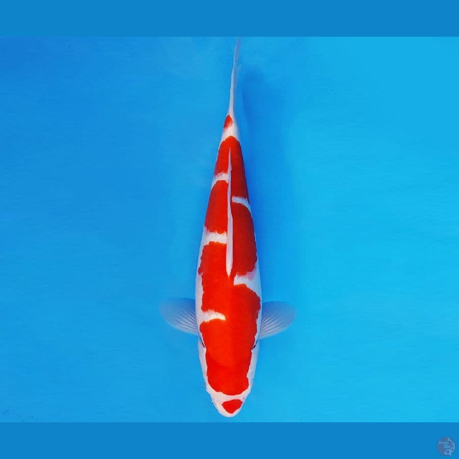 ASAHI LAVA 1 ~ INAZUMA KOHAKU 35 cm/fm ™