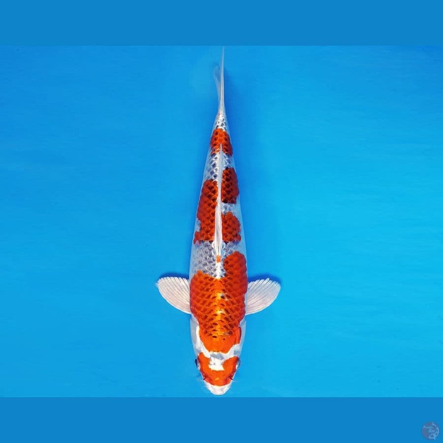 ASAHI 6 ~ KUJAKU 31 cm/fm ™