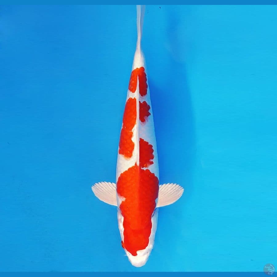 ASAHI LAVA 9 ~ KOHAKU HIKARI 36 cm/male ™