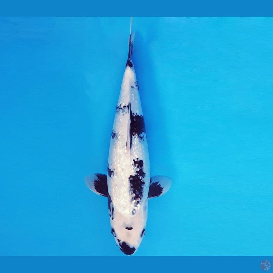 ASAHI LAVA 10 ~ SHIRO GIN RIN 33 cm/fm ™