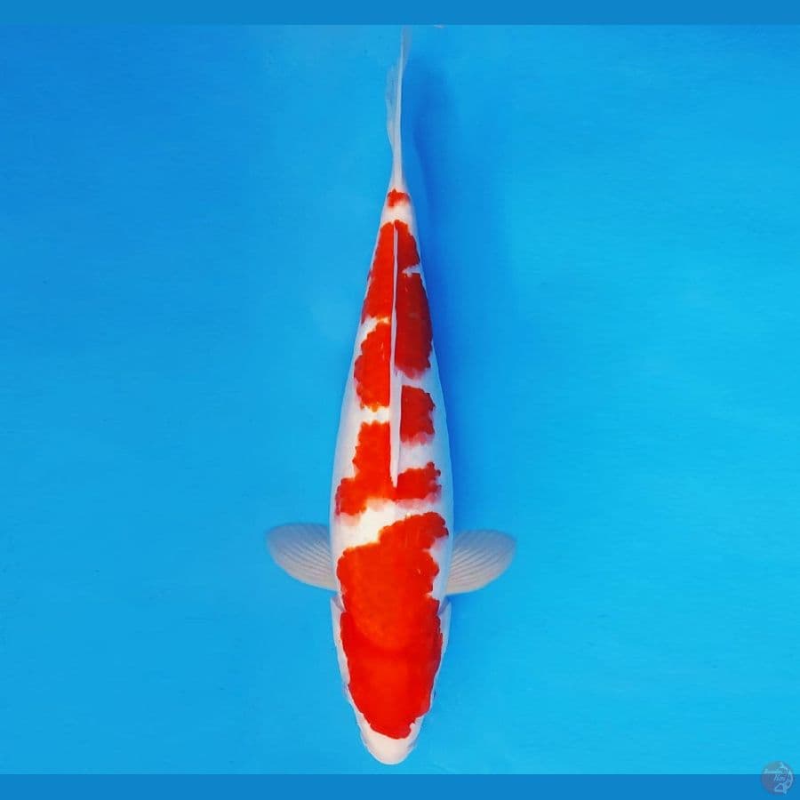 ASAHI 14 ~ KOHAKU 31 cm/fm ™