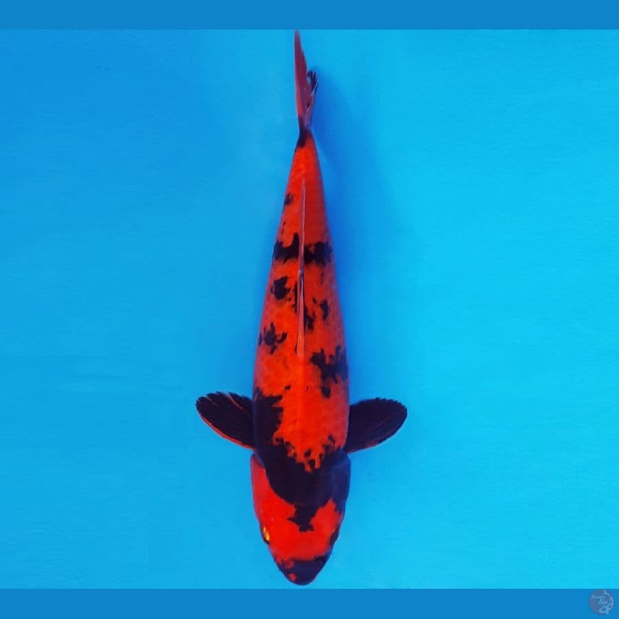 ASAHI 15 ~ HI UTSURI 31 cm/fm ™