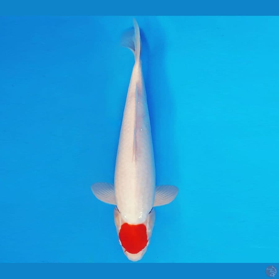 ASAHI LAVA 17 ~ TANCHO 37 cm/fm ™
